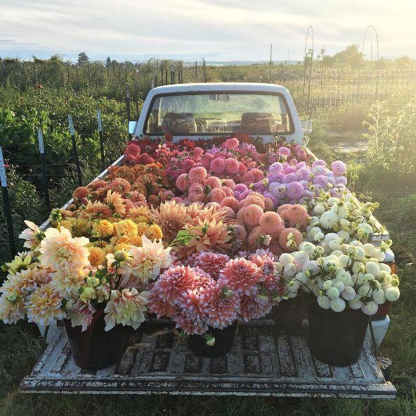 Morning Dew: Fresh Essence Garden Medley